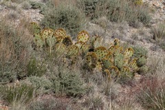 Opuntia chlorotica