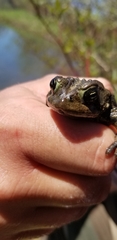 Anaxyrus americanus