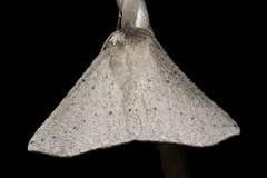 Oenochroma subustaria