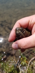 Anaxyrus americanus