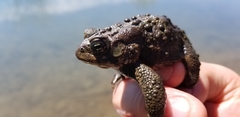Anaxyrus americanus
