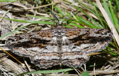 Scioglyptis chionomera