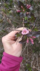 Weigela