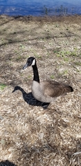 Branta canadensis