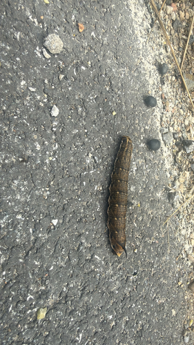 Convolvulus Hawkmoth