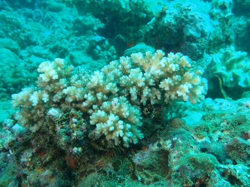 Pocillopora damicornis observed 2026-09-28