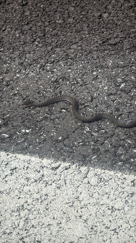 Steppe Ratsnake