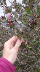 Weigela