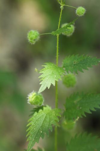 Roman Nettle