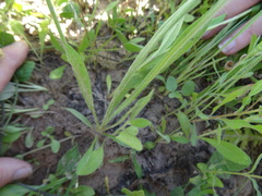 Plantago hookeriana