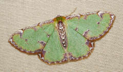 Eucyclodes buprestaria