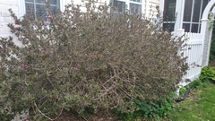 Weigela