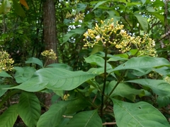 Palicourea pubescens