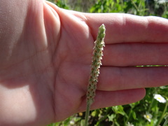 Plantago hookeriana