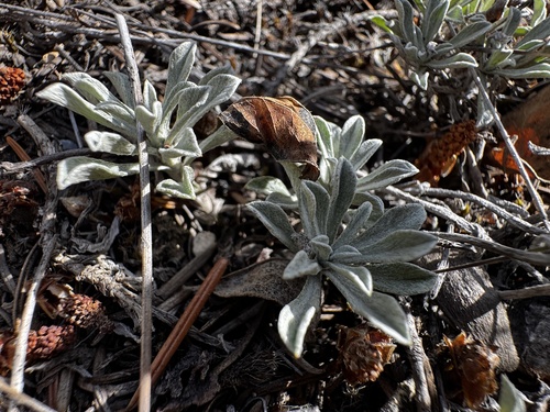 Antennaria umbrinella observed 2026-09-27