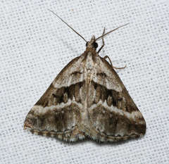 Dichromodes stilbiata