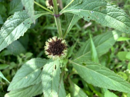 Hyptis capitata observed 2026-09-28