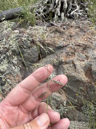 Bouteloua radicosa observed 2026-09-15