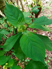 Palicourea pubescens