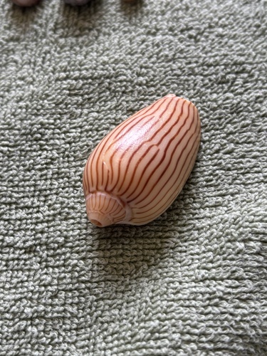 Amoria zebra, 2026-09-27