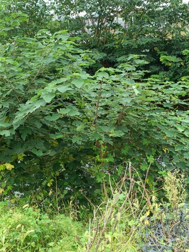 Paper mulberry
