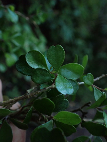 Lophomyrtus obcordata, 2026-09-26