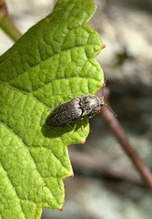 Hadromorphus inflatus