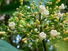 Palicourea pubescens