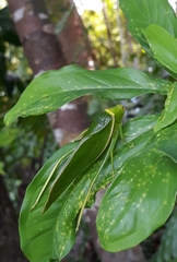 Paracaedicia serrata