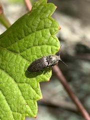 Hadromorphus inflatus