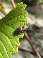 Hadromorphus inflatus