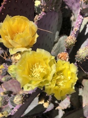 Opuntia santa-rita