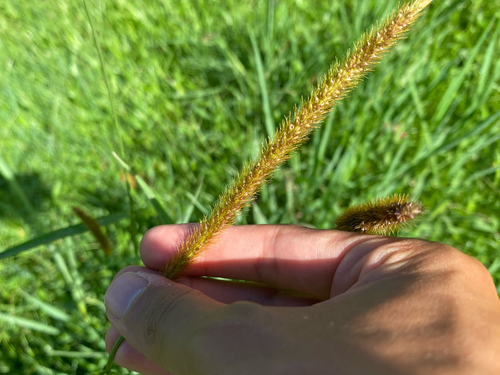 Setaria sphacelata observed 2026-09-27
