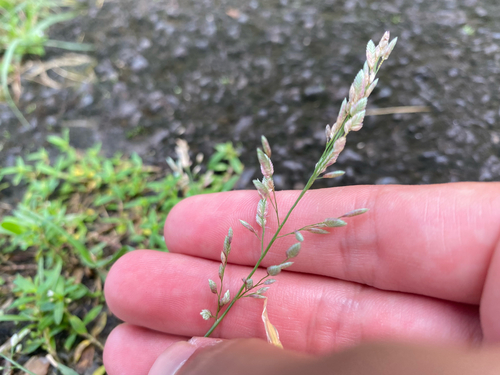 Eragrostis unioloides observed 2026-09-27