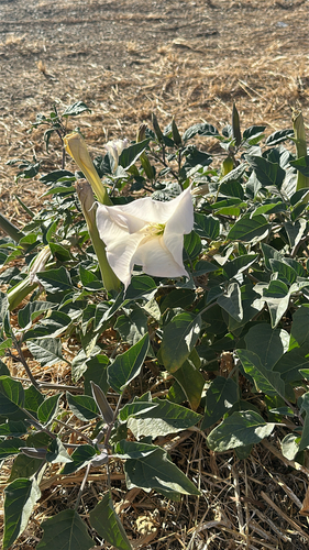 Sacred Datura