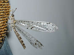 Bandidus breviusculus
