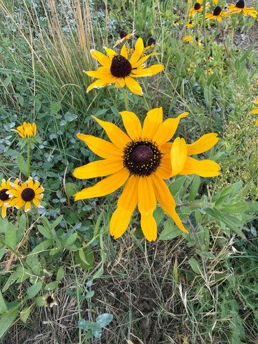 black-eyed Susan