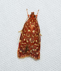 Syringoseca rhodoxantha