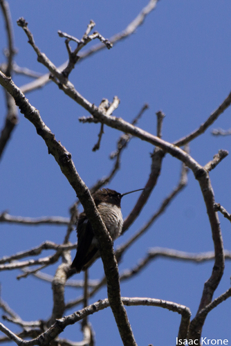 Black-chinned Hummingbird photographed in Utah