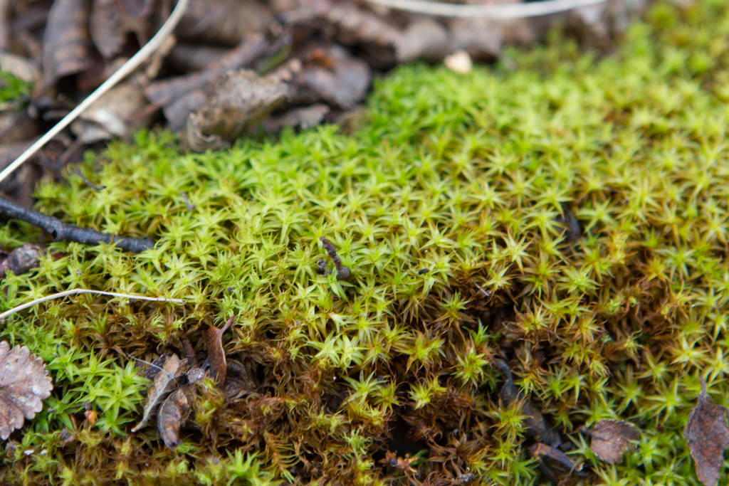 Syntrichia robusta