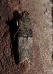 Tlascala reductella