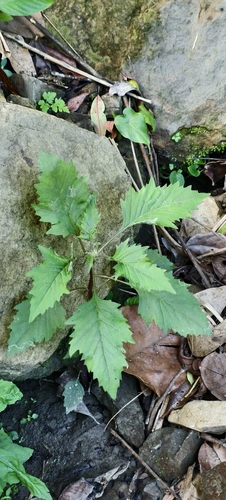 Erechtites valerianifolius observed 2026-09-28