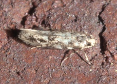 Melanocinclis sparsa