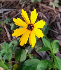 Coreopsis basalis