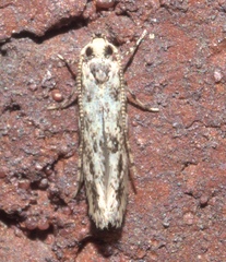 Melanocinclis sparsa