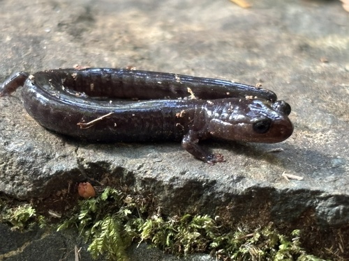 Del Norte Salamander