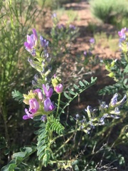 Astragalus lentiginosus diphysus