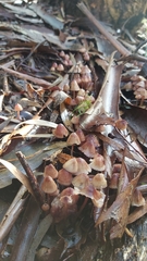 Mycena kuurkacea