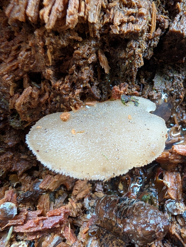 Toothed Jelly Fungus · September 2026 · photo: Photo: (c) Megan Dark, some rights reserved (CC BY) · iNaturalist
