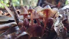 Mycena kuurkacea